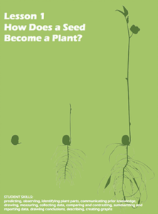 How Does a Seed Become a Plant?