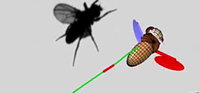 Flies That Do Calculus With Their Wings