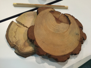 Tale of the Tree Rings