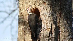 Woodpecker Home - Notice and Wonder Phenomenon Video
