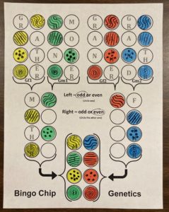 Bingo Chip Genetics (Grandparents, Parents, and Siblings)